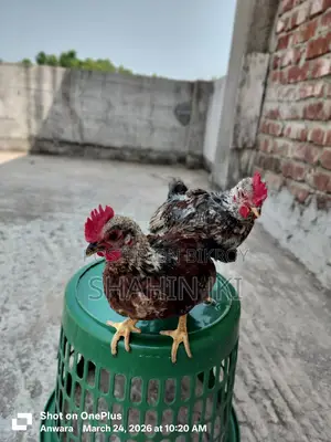 মালয়েশিয়ান সেরেমা মুরগি বা*চ্চা