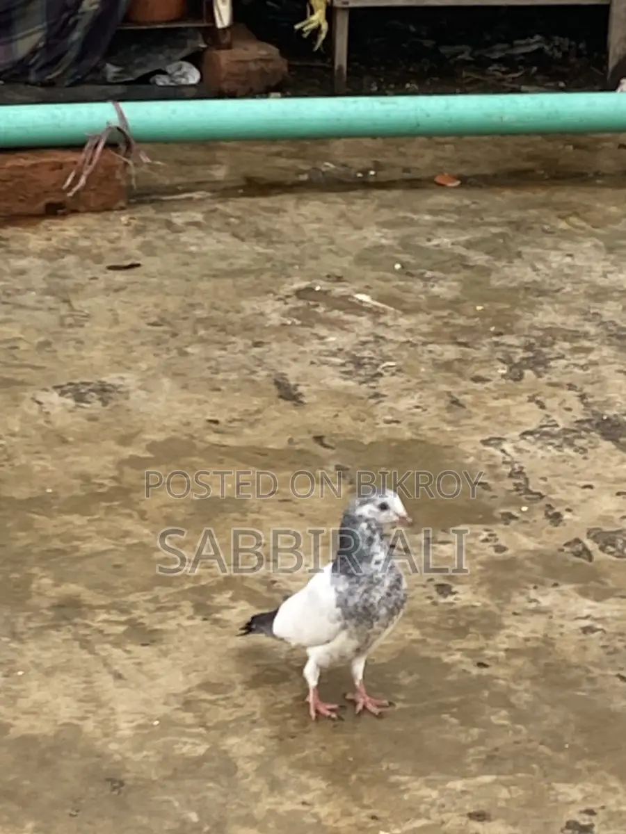 Teddy / Shialkoti Pakistani Highflyer Baby