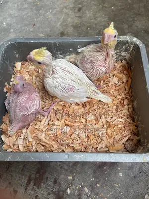 ককাটেল পাখির বাচ্চা