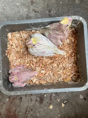 ককাটেল পাখির বাচ্চা