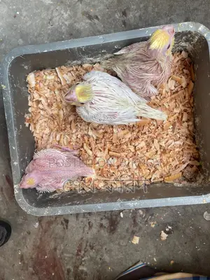 ককাটেল পাখির বাচ্চা
