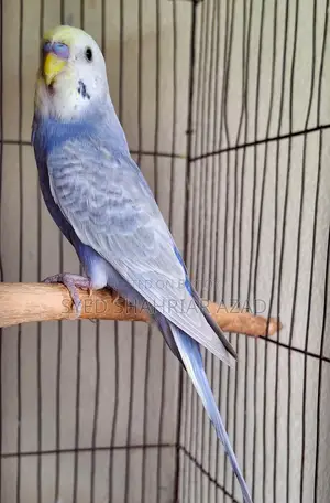 Violet Rainbow Male