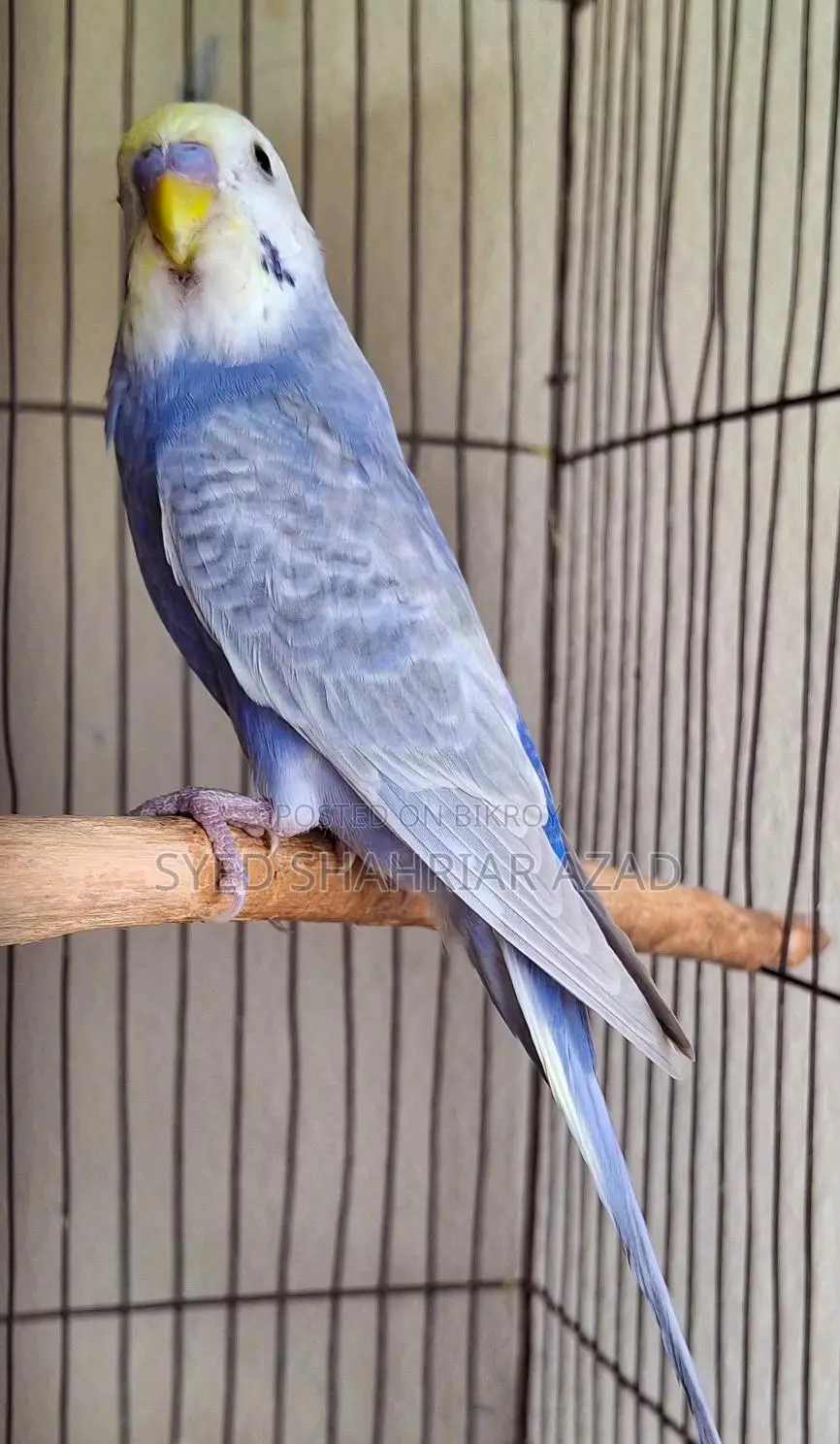 Violet Rainbow Male