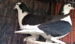 কালো সিরাজি