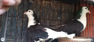 কালো সিরাজি