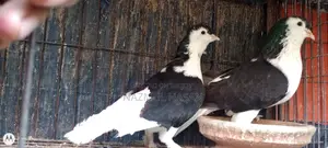 কালো সিরাজি