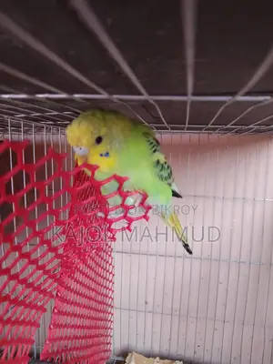 Budgerigar Bird