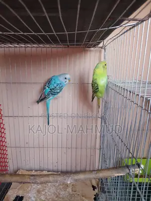 Budgerigar Bird