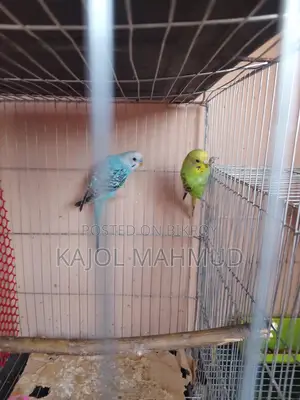 Budgerigar Bird