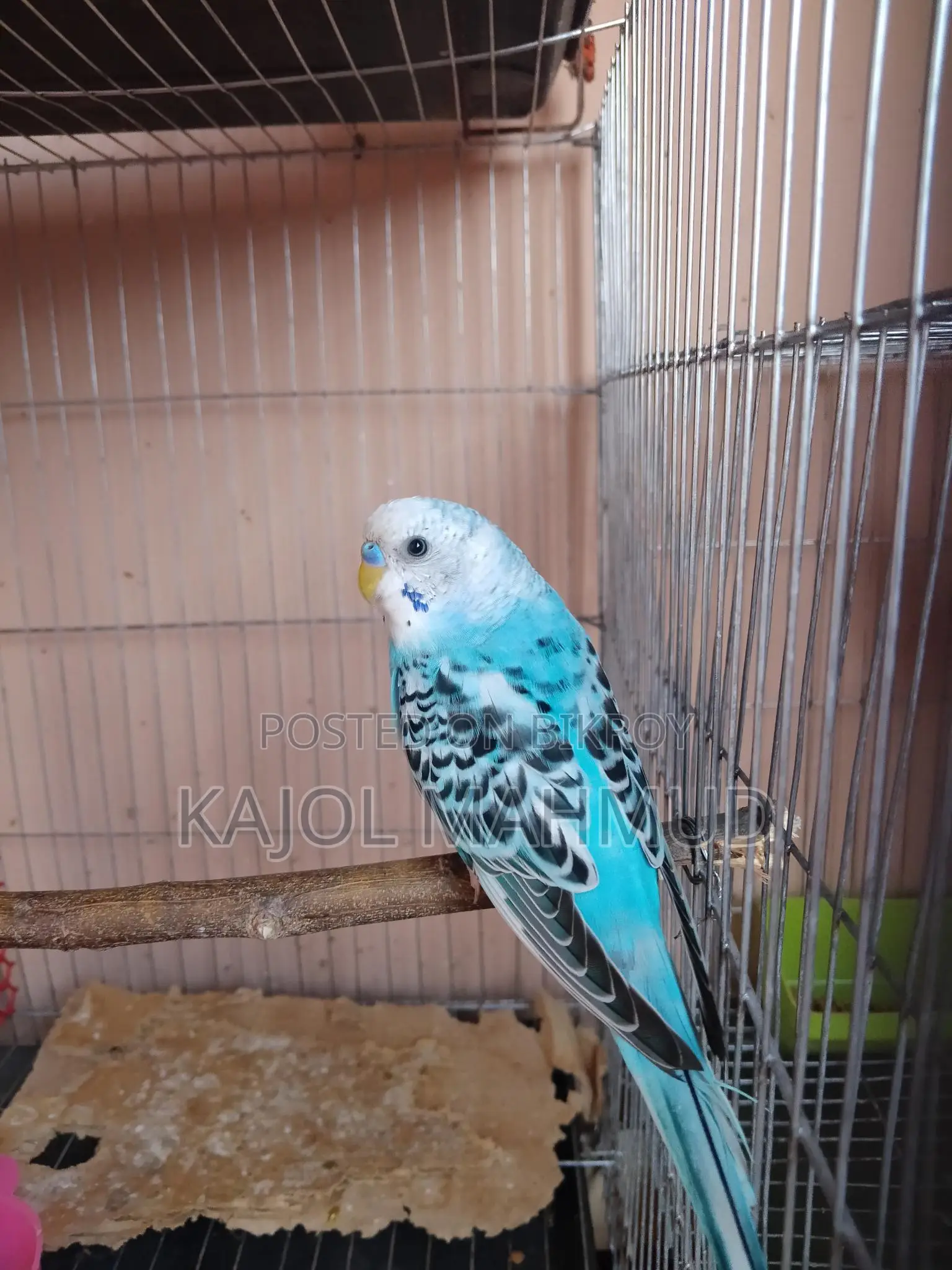 Budgerigar Bird