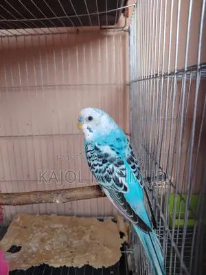 Budgerigar Bird