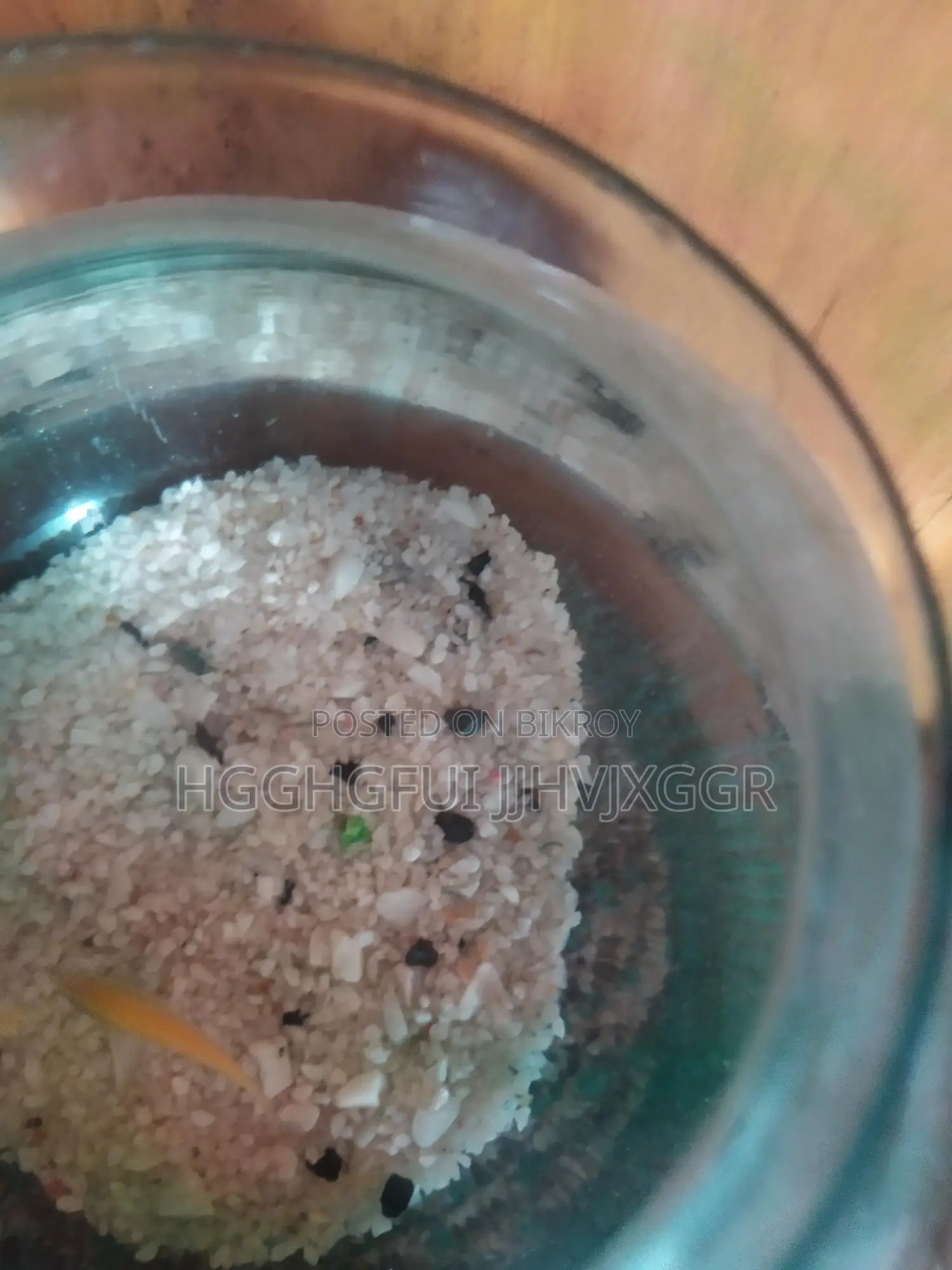 অ্যাকোয়ারিয়াম সহ মলি মাছ