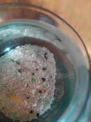 অ্যাকোয়ারিয়াম সহ মলি মাছ