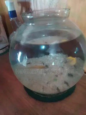 অ্যাকোয়ারিয়াম সহ মলি মাছ