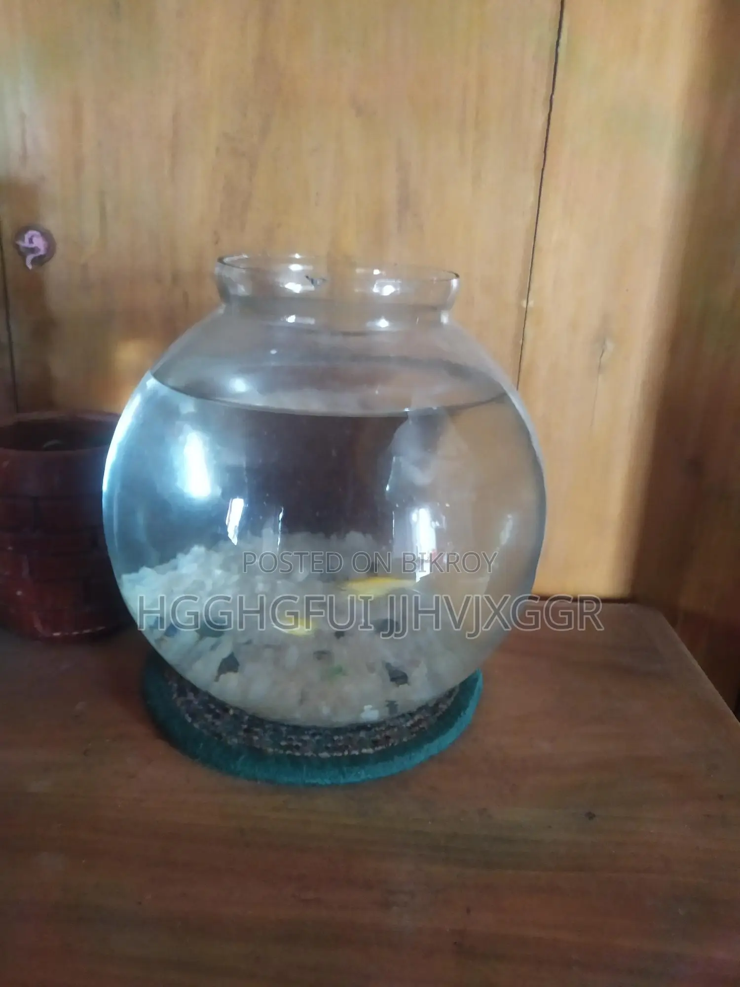 অ্যাকোয়ারিয়াম সহ মলি মাছ