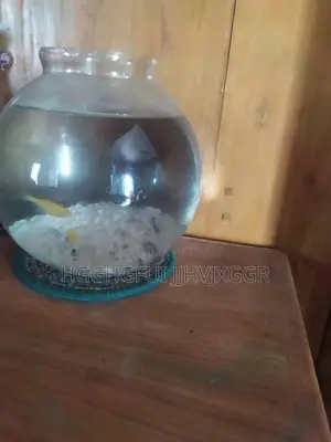 অ্যাকোয়ারিয়াম সহ মলি মাছ