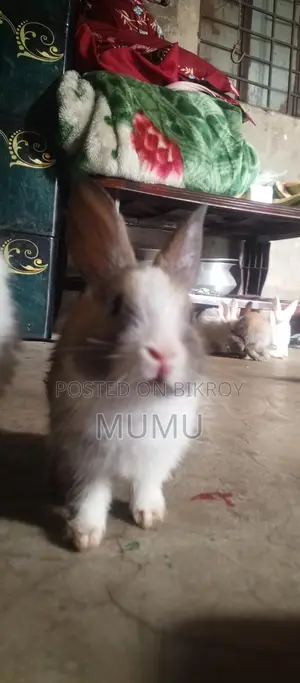 Baby Rabbits