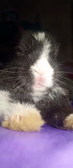 Baby Rabbits