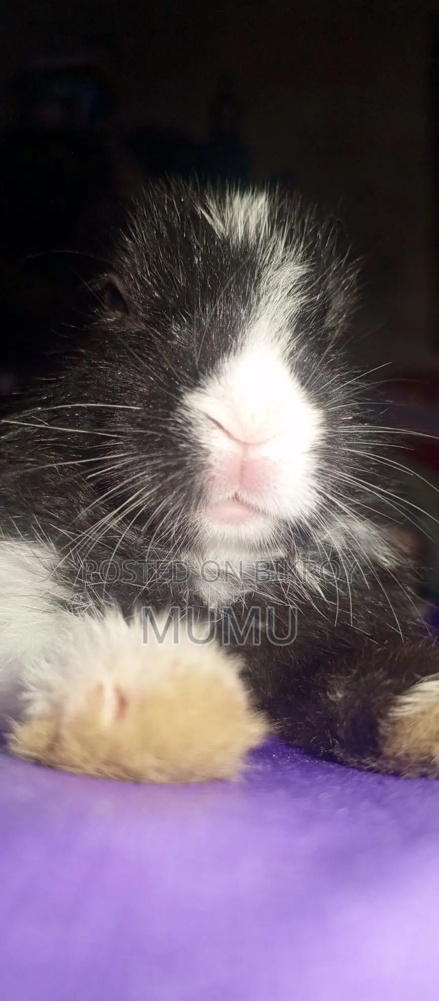 Baby Rabbits
