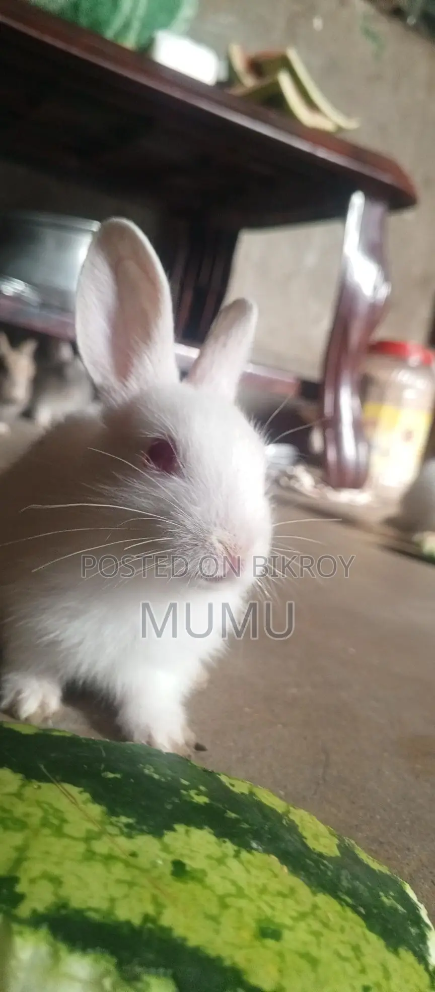 Baby Rabbits