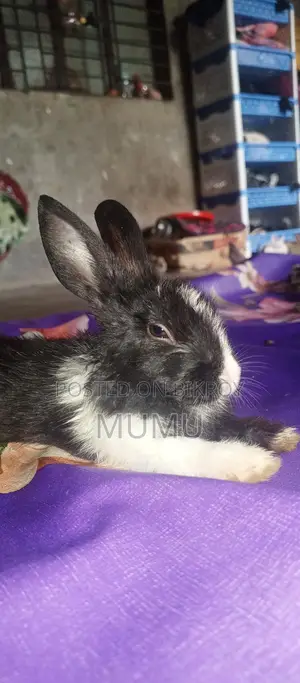 Baby Rabbits