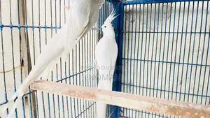 Albino Cockatiel