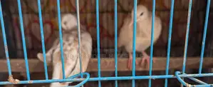 Australian Dove