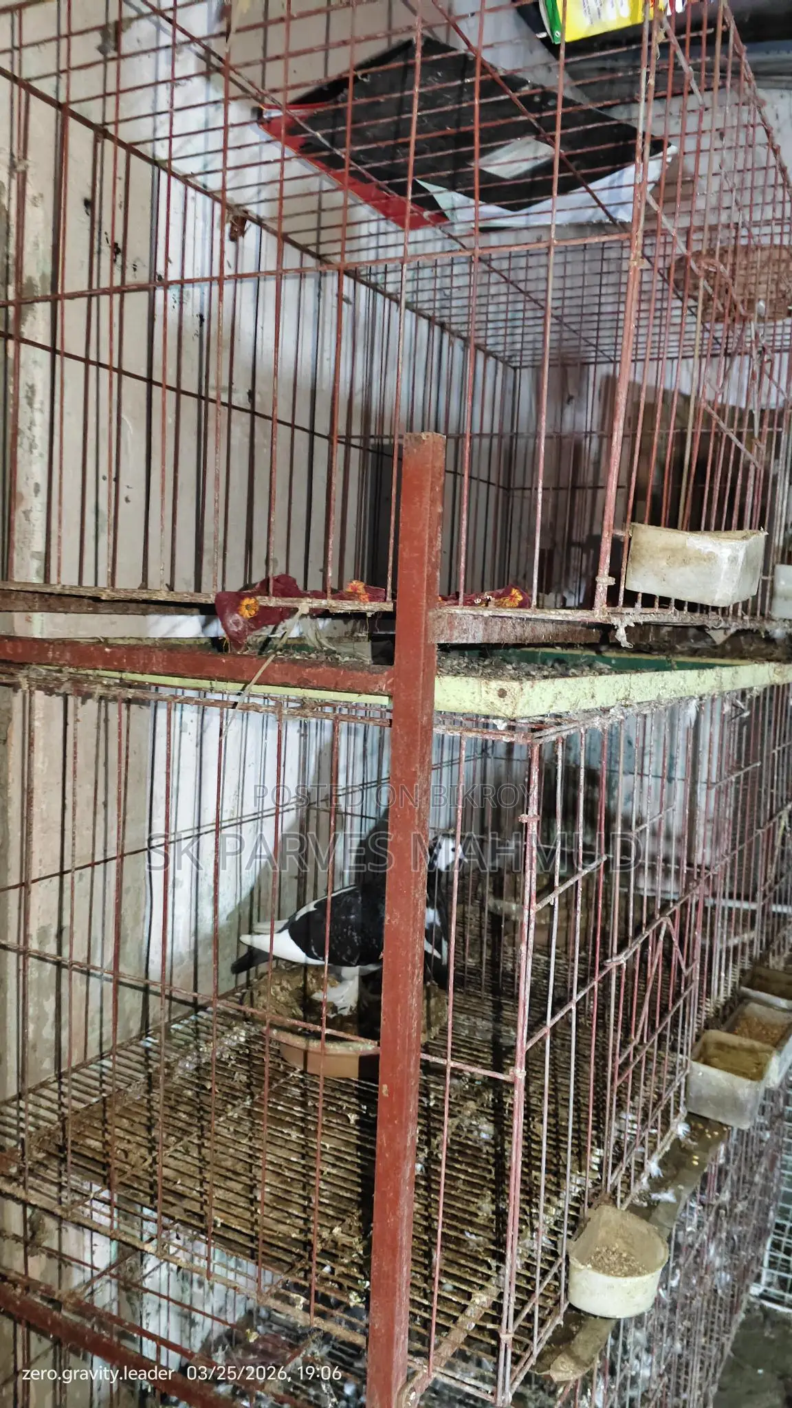 কবুতরের খাঁচা