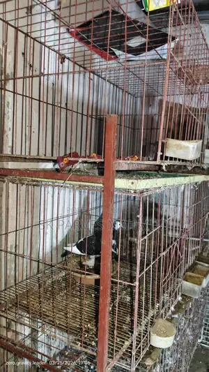 কবুতরের খাঁচা