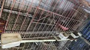 কবুতরের খাঁচা