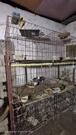 কবুতরের খাঁচা