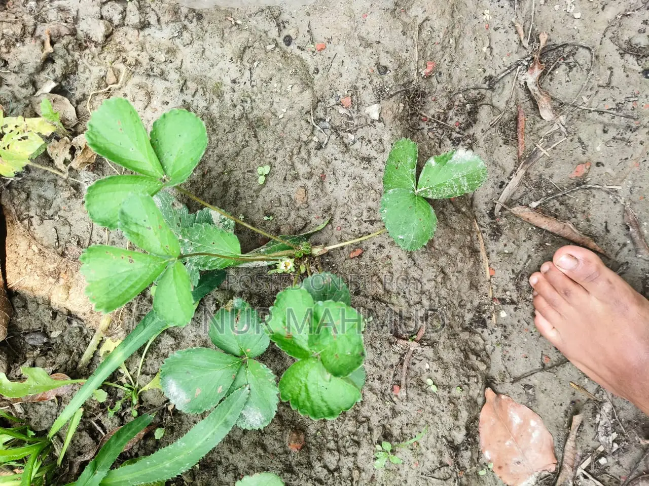 Strawberry Plant with Flowers and Fruits