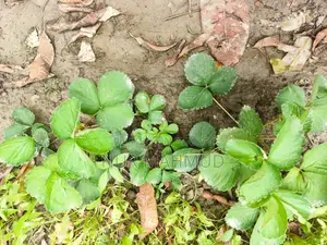 Strawberry Plant with Flowers and Fruits