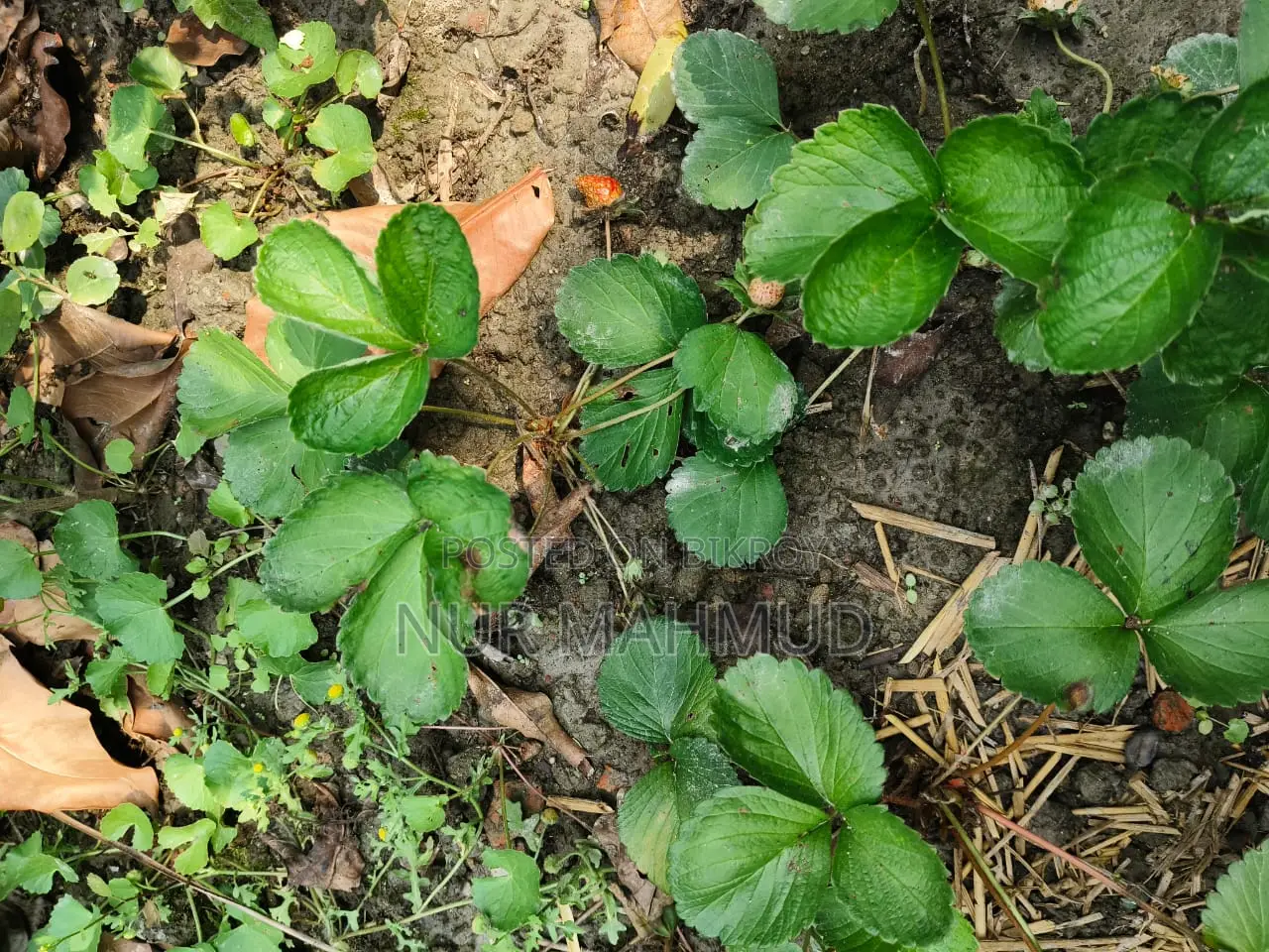 Strawberry Plant with Flowers and Fruits