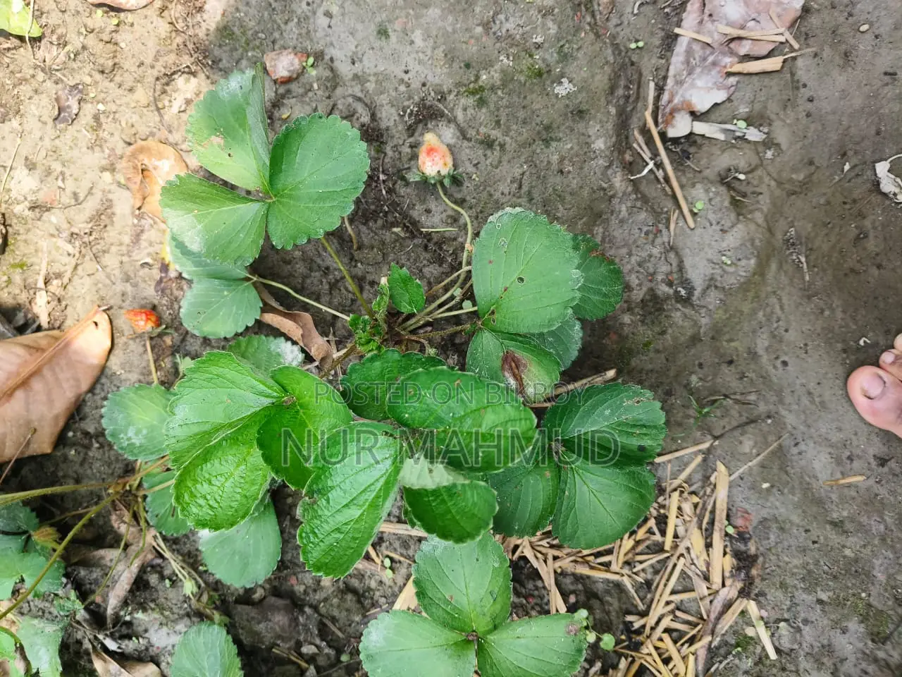 Strawberry Plant with Flowers and Fruits