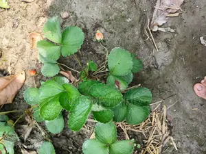 Strawberry Plant with Flowers and Fruits