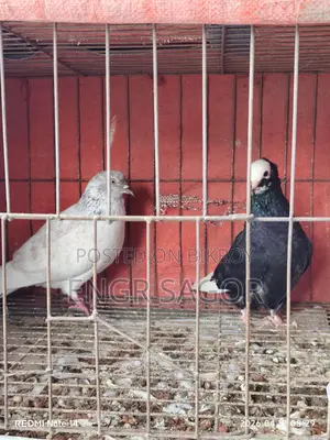 Pure Desi Pigeons