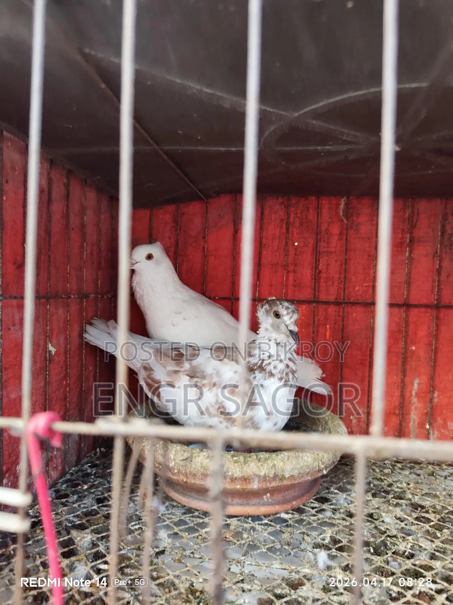 Pure Desi Pigeons