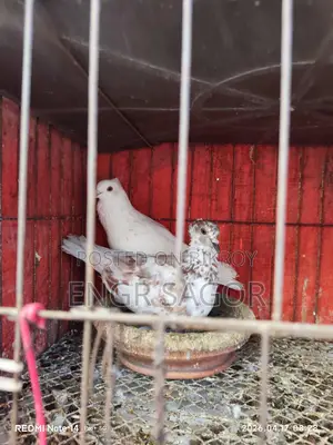 Pure Desi Pigeons
