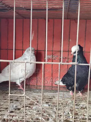 Pure Desi Pigeons