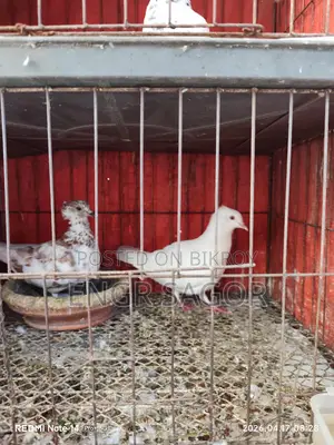 Pure Desi Pigeons