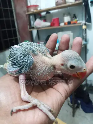 Baby Parrot