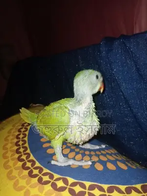 Baby Parrot