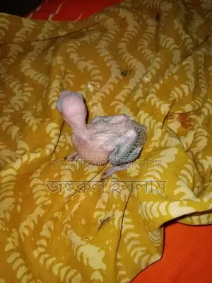 Baby Parrot