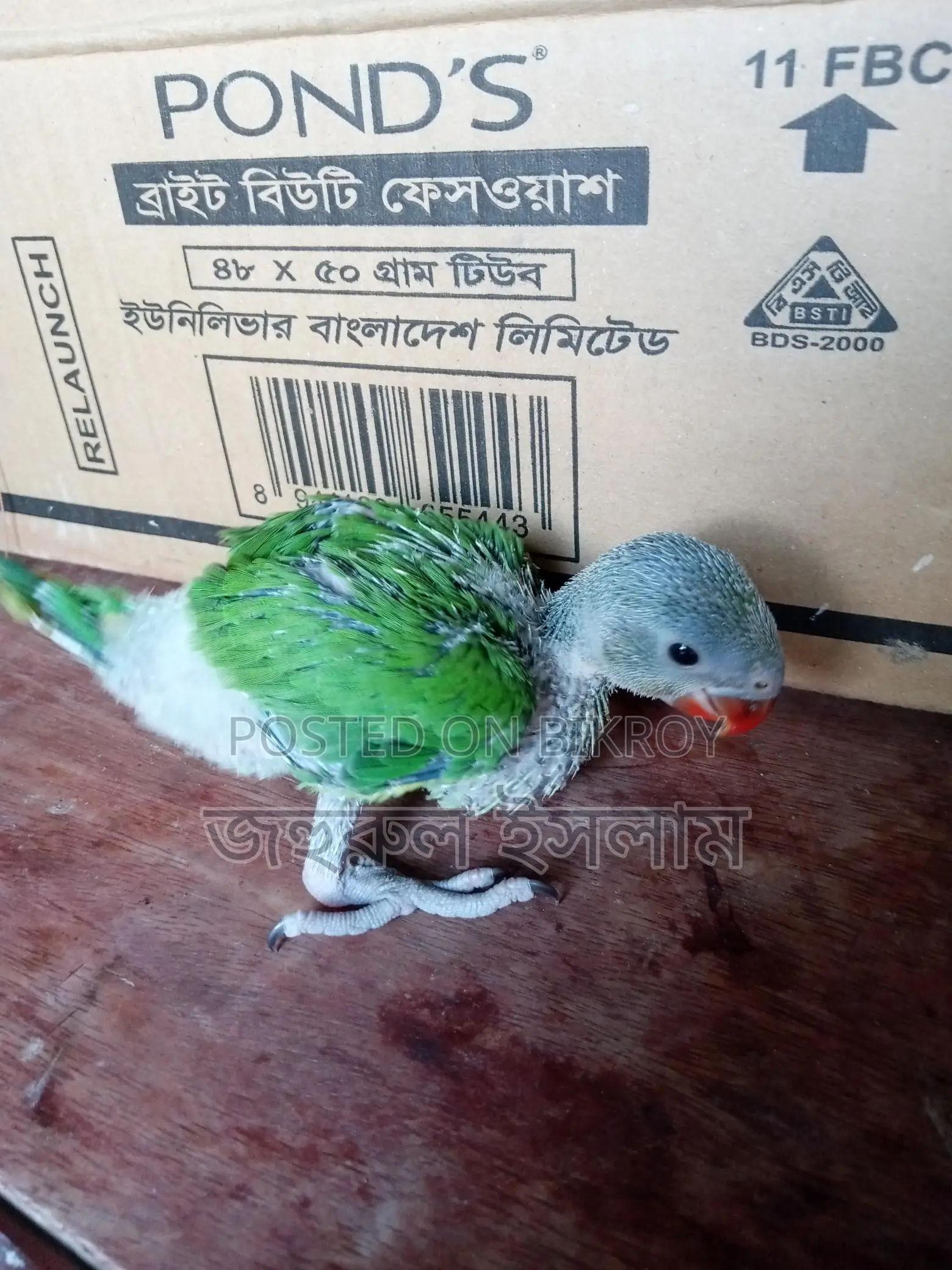 Baby Parrot