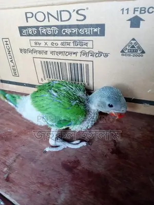 Baby Parrot