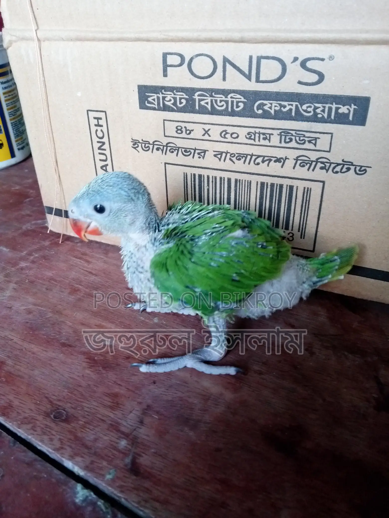 Baby Parrot