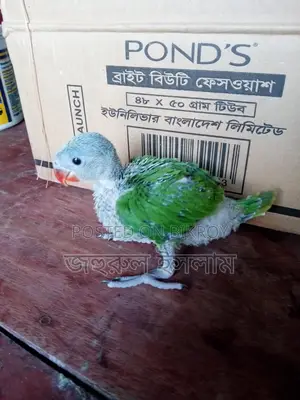 Baby Parrot