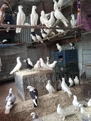 Pigeons for Sale