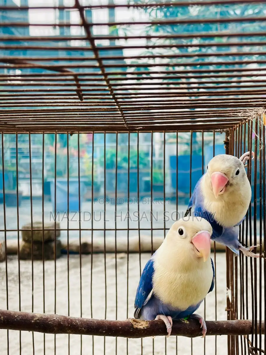 Lovebird Adult Pair